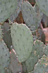 Cactus apple 